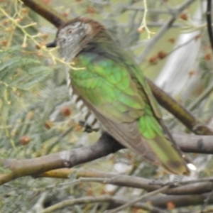 Chrysococcyx lucidus at Coree, ACT - 9 Oct 2016