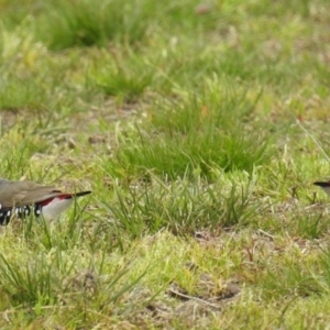 Stagonopleura guttata at Stromlo, ACT - 9 Oct 2016