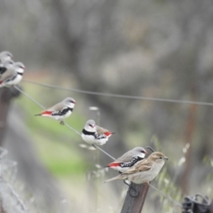Stagonopleura guttata at Stromlo, ACT - suppressed