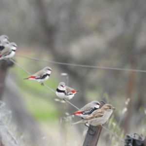 Stagonopleura guttata at Stromlo, ACT - 9 Oct 2016