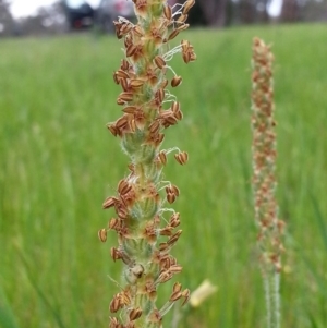 Plantago varia at Hackett, ACT - 9 Oct 2016