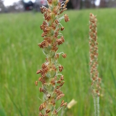 Plantago varia (Native Plaintain) at Mount Majura - 9 Oct 2016 by waltraud