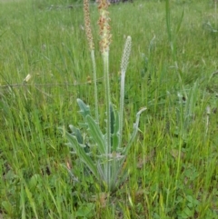 Plantago varia at Hackett, ACT - 9 Oct 2016 05:33 PM