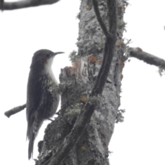 Cormobates leucophaea (White-throated Treecreeper) at Stromlo, ACT - 9 Oct 2016 by JohnBundock