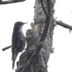 Cormobates leucophaea at Stromlo, ACT - 9 Oct 2016 12:59 PM