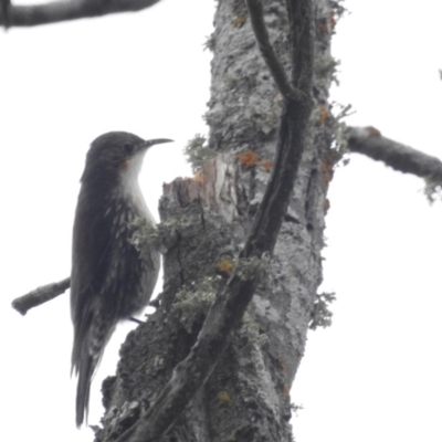 Cormobates leucophaea (White-throated Treecreeper) at Stony Creek - 9 Oct 2016 by JohnBundock