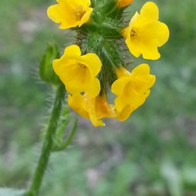 Amsinckia calycina/intermedia (intermediate) (Fiddleneck) at Mount Majura - 9 Oct 2016 by waltraud