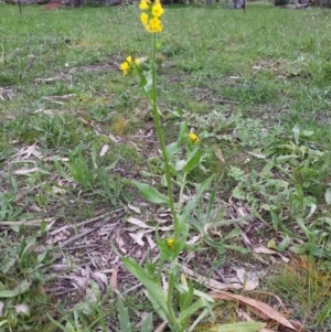 Amsinckia calycina/intermedia (intermediate) at Hackett, ACT - 9 Oct 2016 05:41 PM