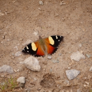 Vanessa itea at Gungahlin, ACT - 9 Oct 2016 12:00 AM