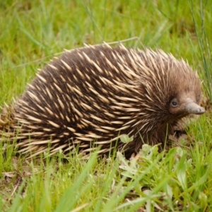 Tachyglossus aculeatus at Gungahlin, ACT - 9 Oct 2016