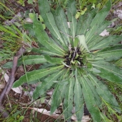 Echium vulgare (Vipers Bugloss) at Mount Majura - 9 Oct 2016 by waltraud