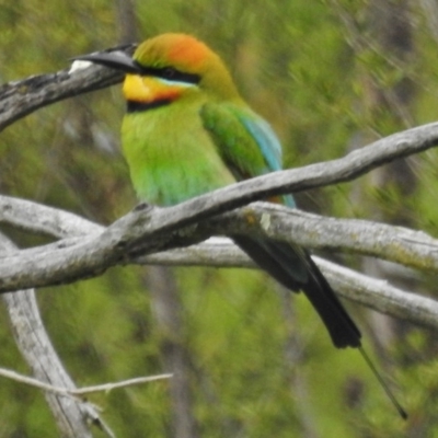 Merops ornatus (Rainbow Bee-eater) at Stony Creek - 9 Oct 2016 by JohnBundock