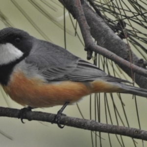 Pachycephala rufiventris at Stromlo, ACT - 9 Oct 2016