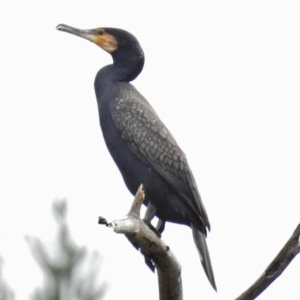 Phalacrocorax carbo at Coree, ACT - 9 Oct 2016 03:07 PM