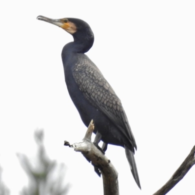 Phalacrocorax carbo (Great Cormorant) at Stony Creek - 9 Oct 2016 by JohnBundock