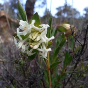 Pimelea glauca at Hackett, ACT - 5 Oct 2016 06:39 PM