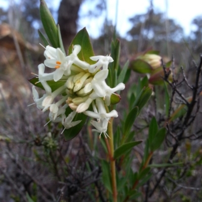 Pimelea glauca (Smooth Rice Flower) at Hackett, ACT - 5 Oct 2016 by waltraud