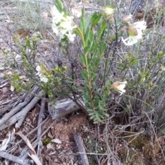 Pimelea glauca at Hackett, ACT - 5 Oct 2016