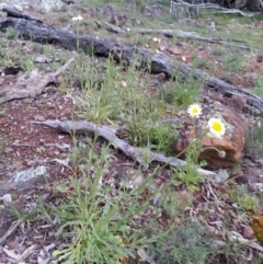 Brachyscome diversifolia var. diversifolia (Large-headed Daisy) at Mount Majura - 5 Oct 2016 by waltraud