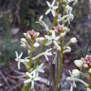 Stackhousia monogyna at Hackett, ACT - 5 Oct 2016 06:47 PM