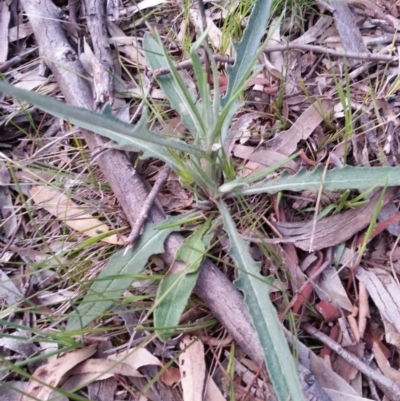 Microseris lanceolata at Mount Majura - 5 Oct 2016 by waltraud