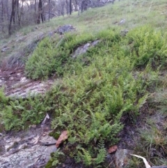 Cheilanthes (genus) (Rock Fern) at Hackett, ACT - 5 Oct 2016 by waltraud