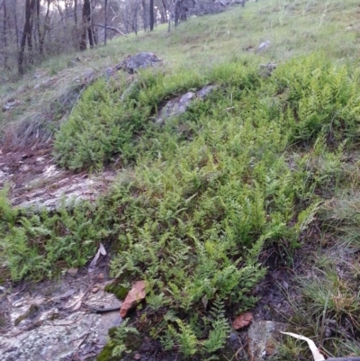 Cheilanthes sp. (Rock Fern) at Hackett, ACT - 5 Oct 2016 by waltraud