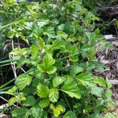 Rubus parvifolius (Native Raspberry) at Mount Majura - 6 Oct 2016 by waltraud