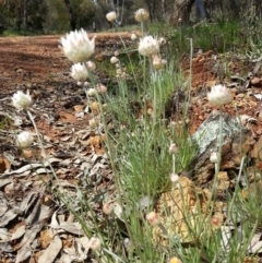 Leucochrysum albicans subsp. tricolor (Hoary Sunray) at Mount Majura - 6 Oct 2016 by waltraud