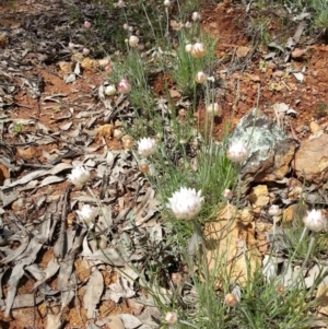 Leucochrysum albicans subsp. tricolor at Canberra Central, ACT - 6 Oct 2016 02:12 PM