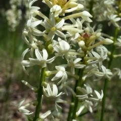 Stackhousia monogyna (Creamy Candles) at Canberra Central, ACT - 6 Oct 2016 by waltraud