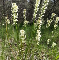 Stackhousia monogyna at Canberra Central, ACT - 6 Oct 2016