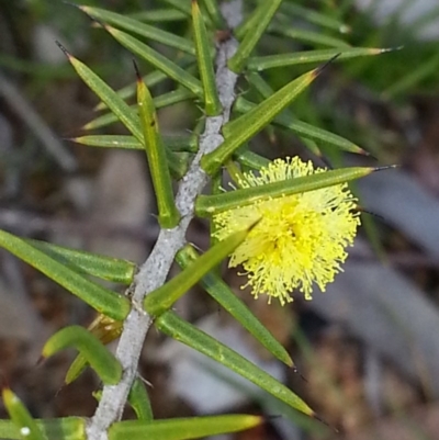 Acacia ulicifolia (Prickly Moses) at Hackett, ACT - 6 Oct 2016 by waltraud