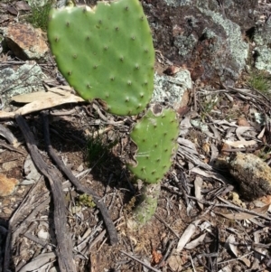 Opuntia stricta at Hackett, ACT - 6 Oct 2016