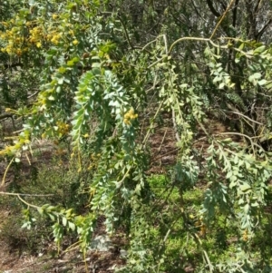 Acacia vestita at Hackett, ACT - 6 Oct 2016 03:04 PM