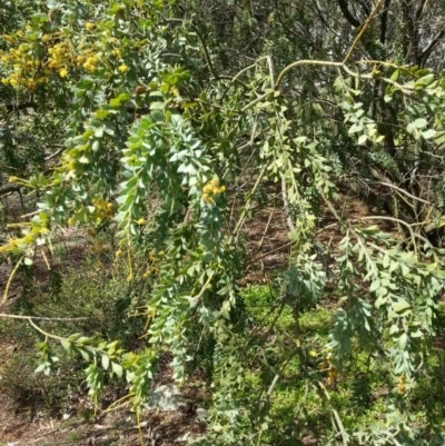 Acacia vestita (Hairy Wattle) at Hackett, ACT - 6 Oct 2016 by waltraud