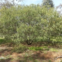 Acacia vestita at Hackett, ACT - 6 Oct 2016 03:04 PM