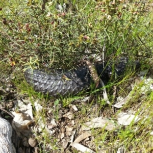 Tiliqua rugosa at Hackett, ACT - 6 Oct 2016