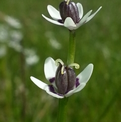 Wurmbea dioica subsp. dioica (Early Nancy) at Hackett, ACT - 6 Oct 2016 by waltraud