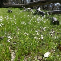 Wurmbea dioica subsp. dioica at Hackett, ACT - 6 Oct 2016