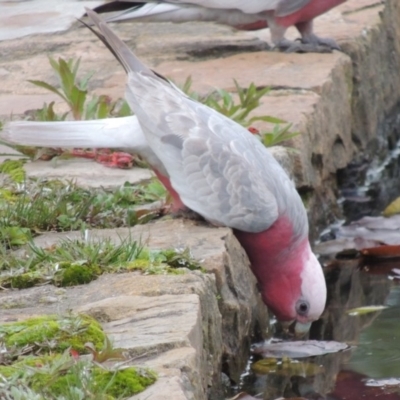 Eolophus roseicapilla (Galah) at Canberra, ACT - 17 Sep 2016 by MichaelBedingfield