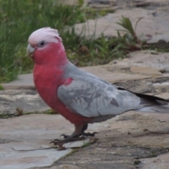 Eolophus roseicapilla at Canberra, ACT - 17 Sep 2016 06:55 PM