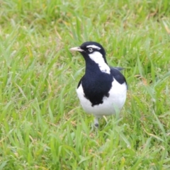 Grallina cyanoleuca (Magpie-lark) at Commonwealth & Kings Parks - 17 Sep 2016 by michaelb