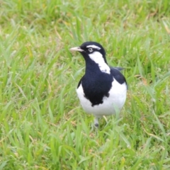 Grallina cyanoleuca (Magpie-lark) at Parkes, ACT - 17 Sep 2016 by MichaelBedingfield