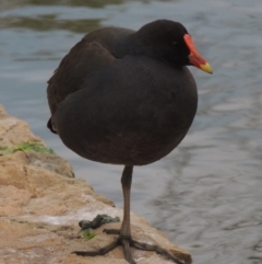 Gallinula tenebrosa (Dusky Moorhen) at Mount Ainslie to Black Mountain - 17 Sep 2016 by michaelb