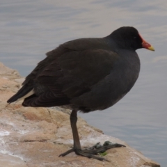 Gallinula tenebrosa at Canberra, ACT - 17 Sep 2016 07:04 PM