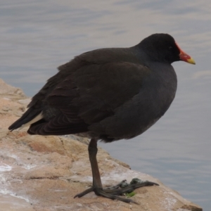 Gallinula tenebrosa at Canberra, ACT - 17 Sep 2016 07:04 PM