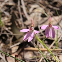 Caladenia carnea (Pink Fingers) at Mount Majura - 8 Oct 2016 by petersan