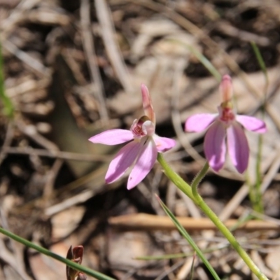 Caladenia carnea (Pink Fingers) at Canberra Central, ACT - 9 Oct 2016 by petersan