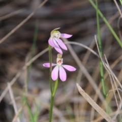 Caladenia carnea at Canberra Central, ACT - suppressed